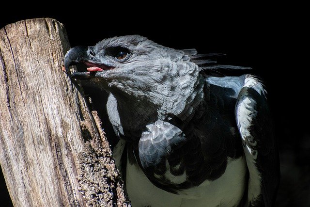 harpy-eagle-6300929_640.jpg