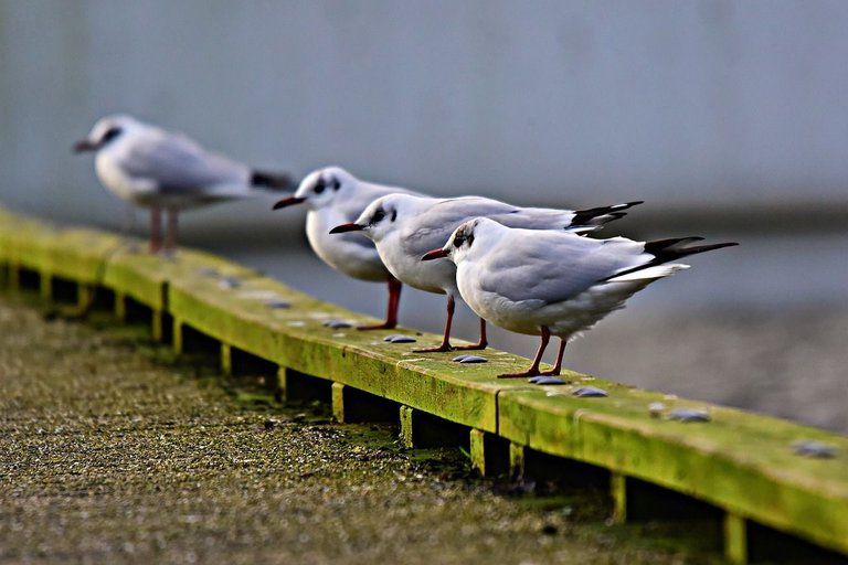 seagull-4972800_1280.jpg