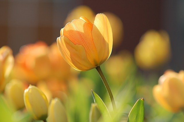 tulip690320_640.jpg