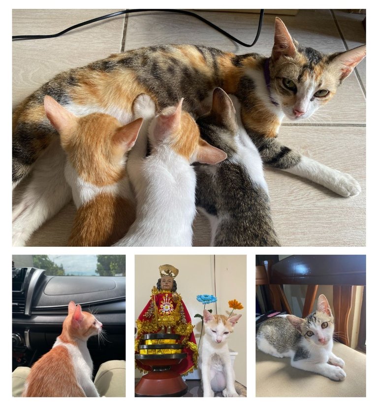 Yaya and kittens collage.jpg