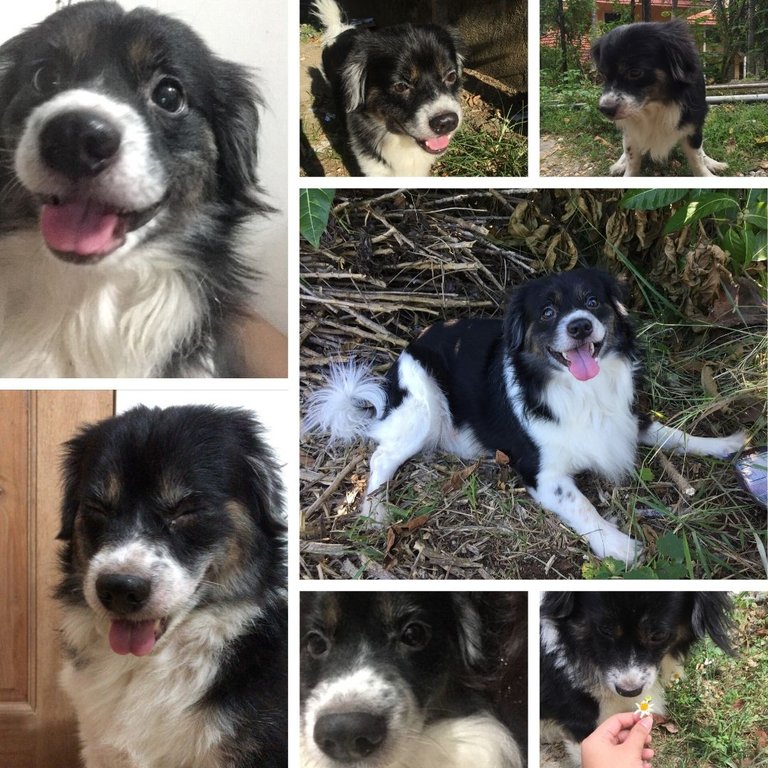 Pistachio collage.jpg