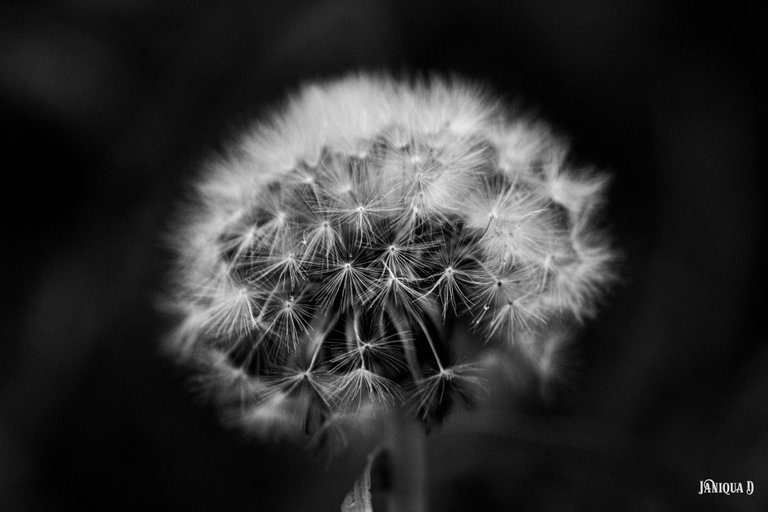 BW Dandelion.jpg