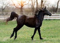 horse black.jpg