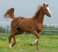 horse rb.jpg