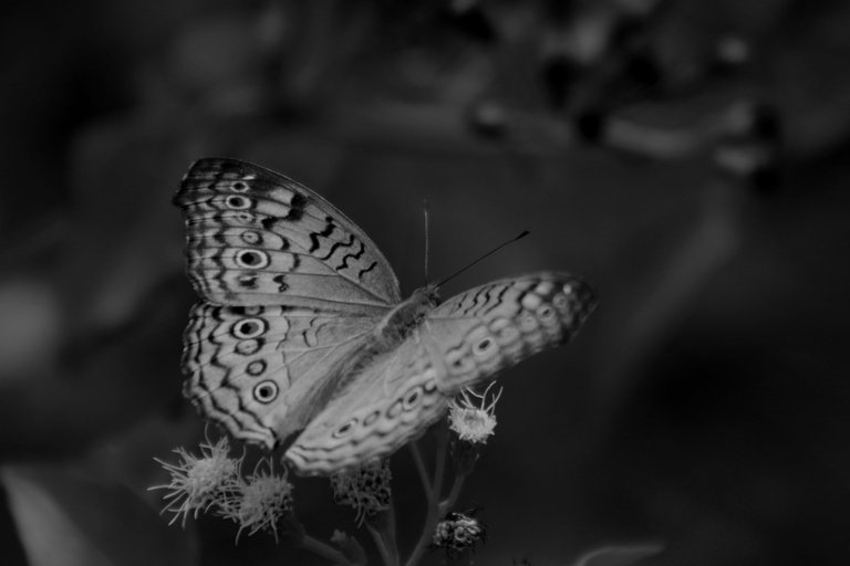 IMG_7467.JPG