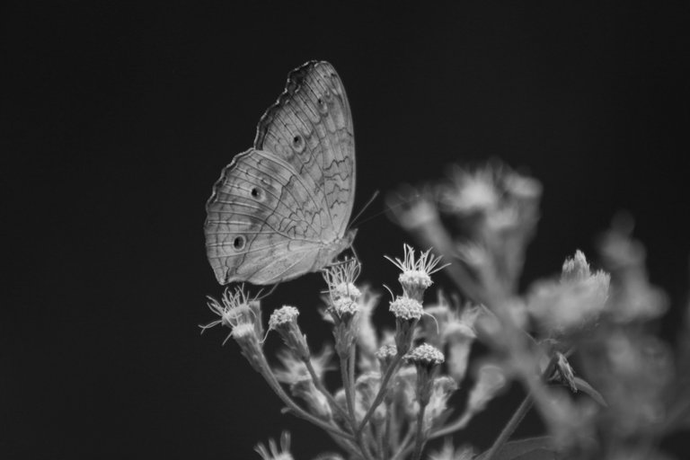 IMG_7460.JPG