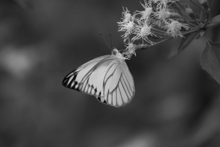 IMG_7319.JPG