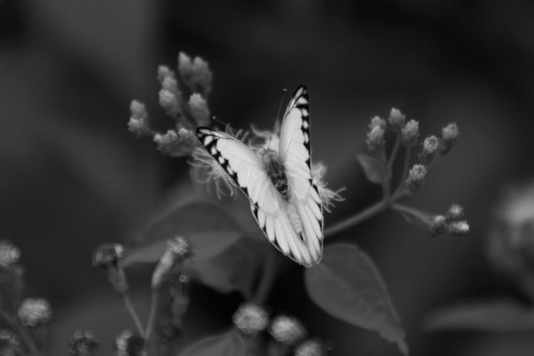 IMG_7315.JPG