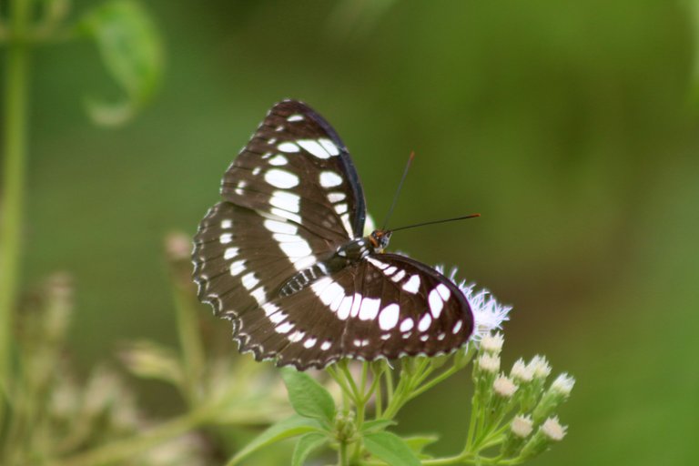IMG_7340.JPG