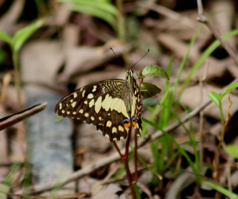 IMG_8869.JPG
