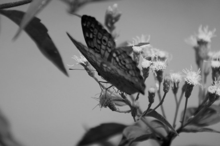 IMG_7454.JPG