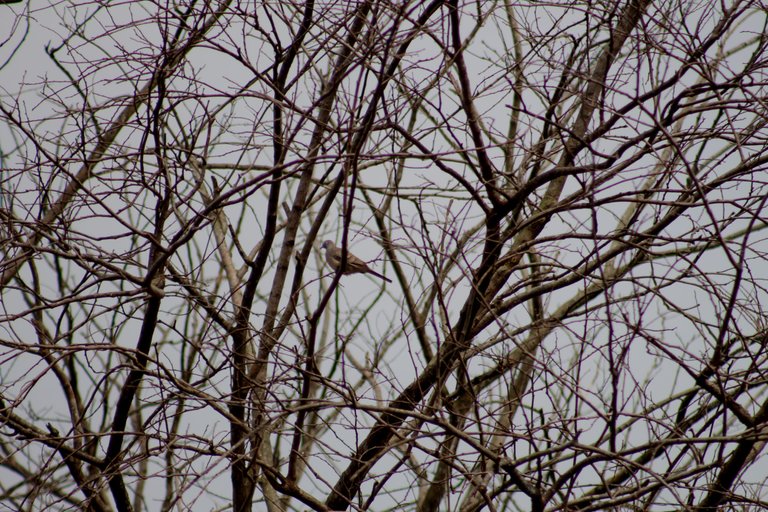 IMG_6355.JPG