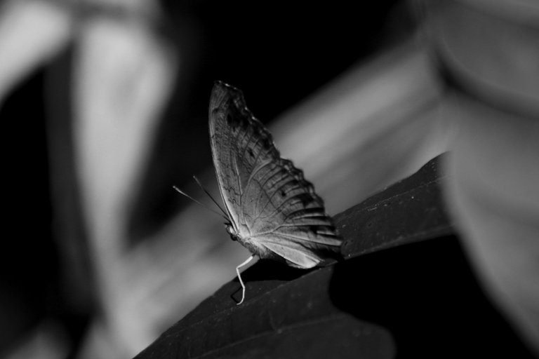 IMG_7663.JPG