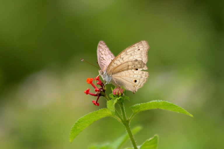IMG_7292.JPG