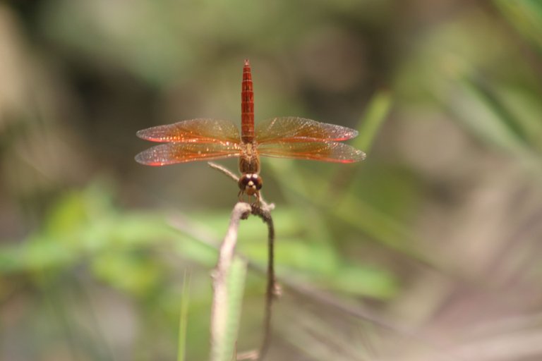 IMG_7288.JPG
