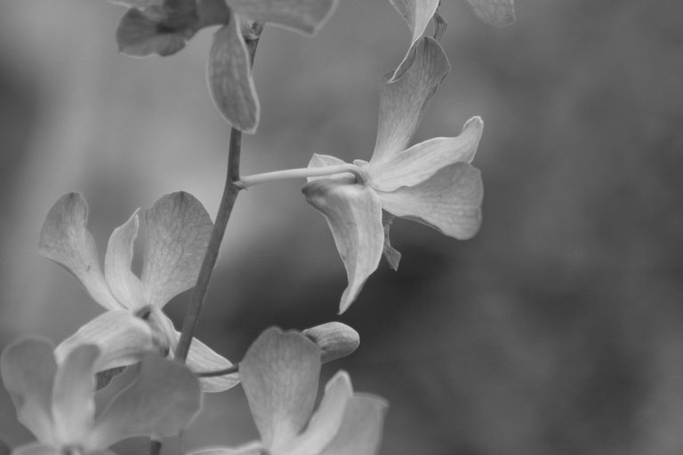 IMG_7421.JPG