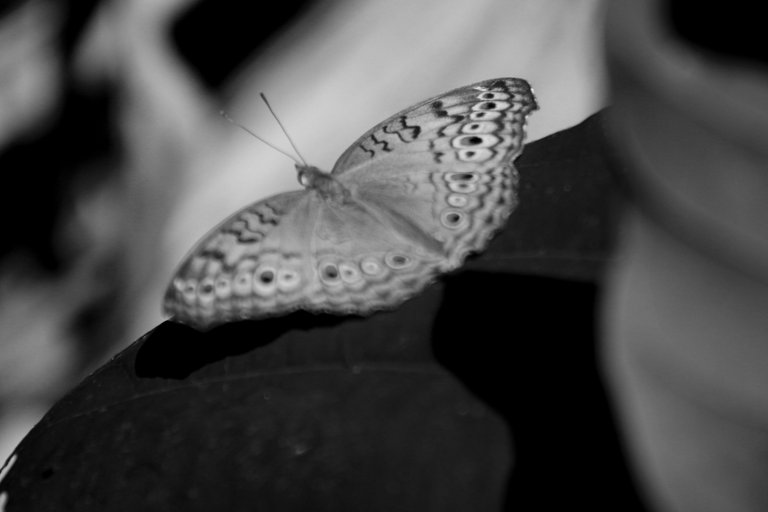 IMG_7656.JPG
