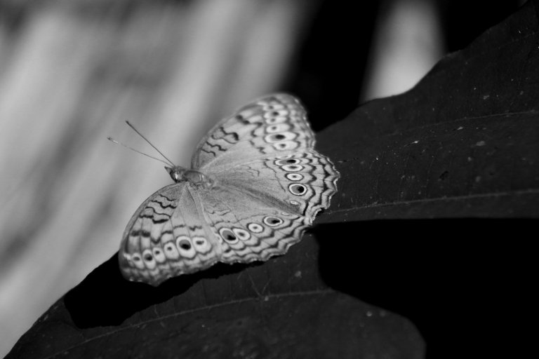 IMG_7654.JPG