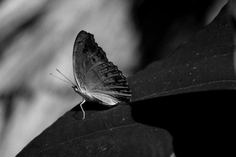 IMG_7658.JPG