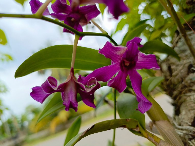 Lower Epidendroideae