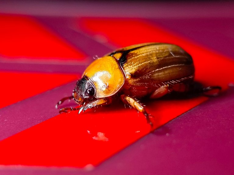 The beauty of a beetle