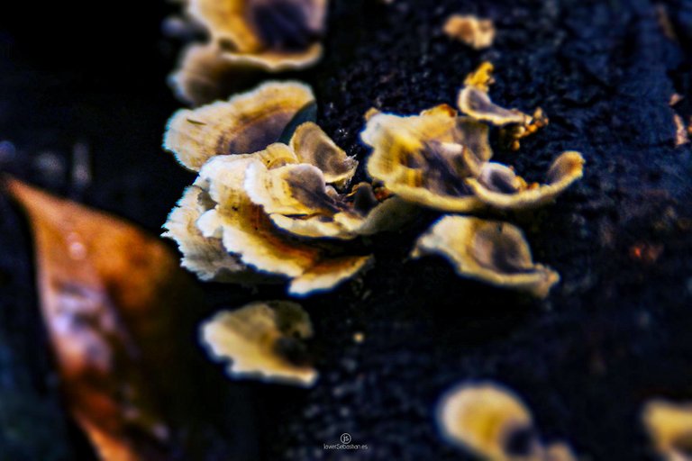 mushroom_barranco_lostilos_lapalma_islascanarias_javiersebastian_1675.jpg