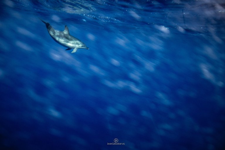 delfin_moteado_lapalma_islascanarias_javiersebastian_2015_0773.jpg