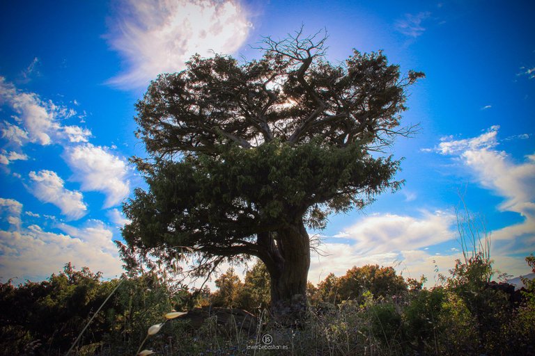 arbol_elpaso_lapalma_javiersebastian_2569.jpg