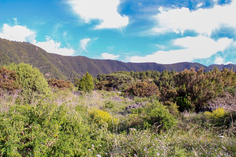 municipio_elpaso_lapalma_islascanarias_javiersebastian_2014_2571.jpg