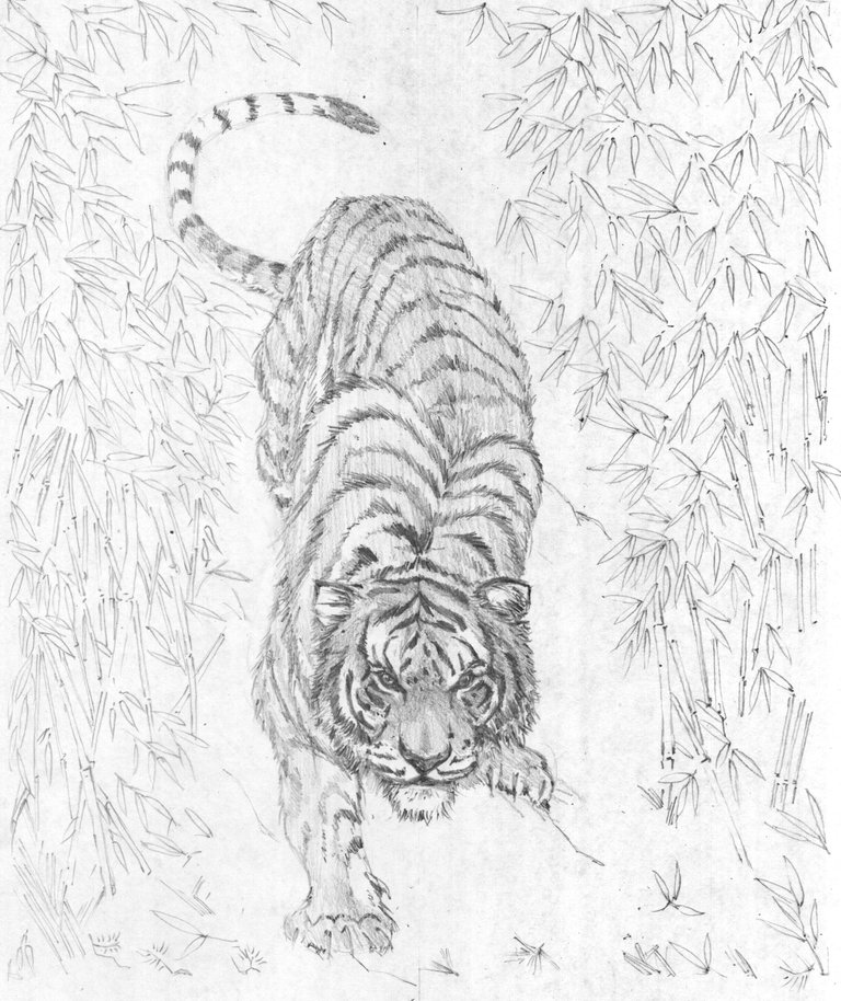 tigre3.jpg