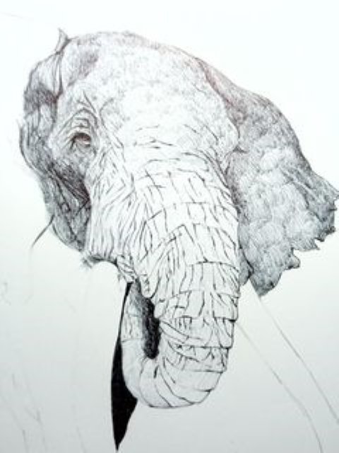 elefante3.jpg