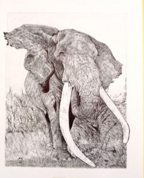 elefante8 (2).jpg