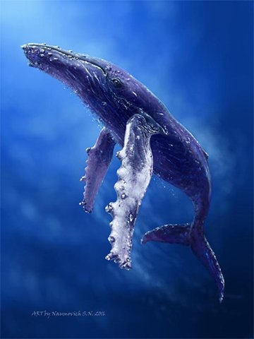 ballena azulref.jpg
