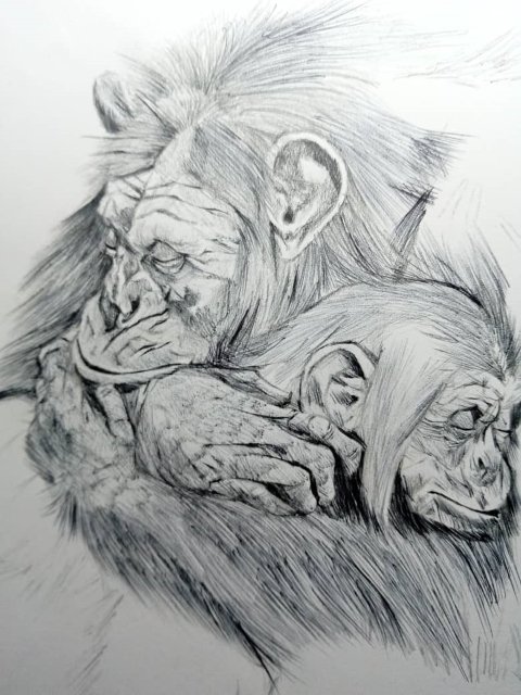 chimpance4.jpeg