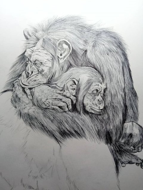 chimpance5.jpeg