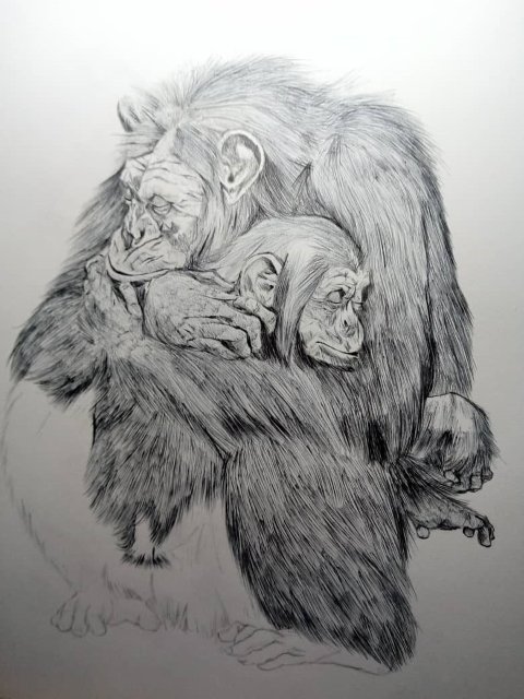 chimpance6.jpeg