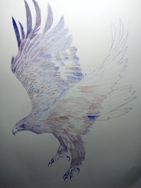 Drawing a golden eagle / Dibujando un águila real — Hive