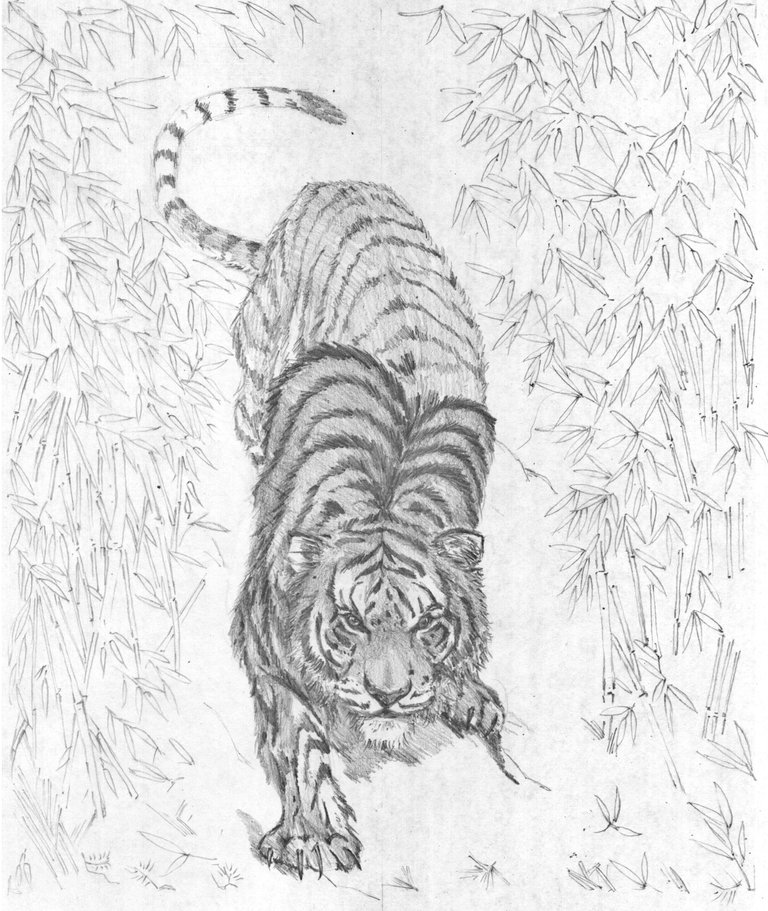 tigre4.jpg