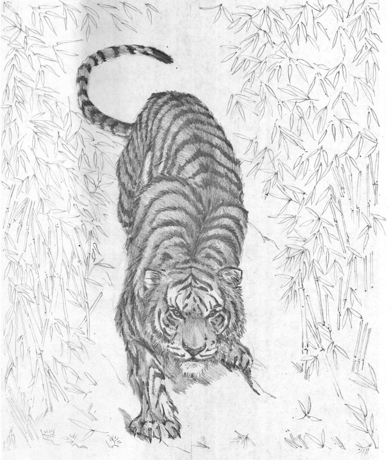 tigre5.jpg