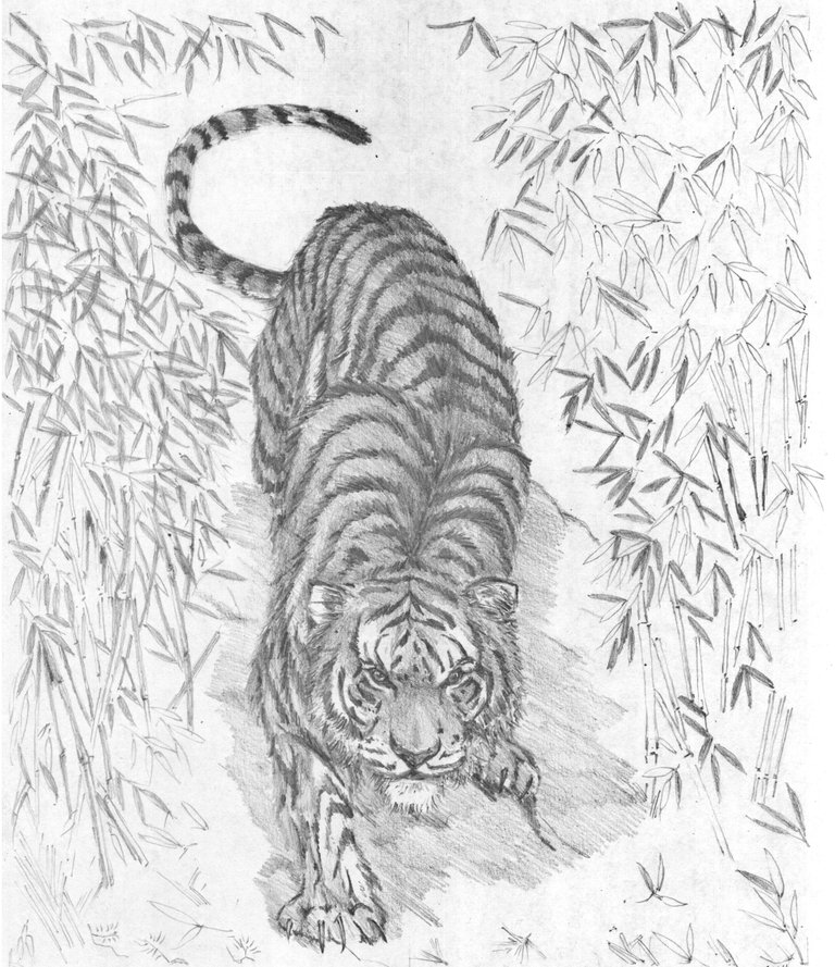tigre6.jpg