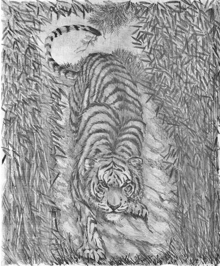 tigre8.jpg