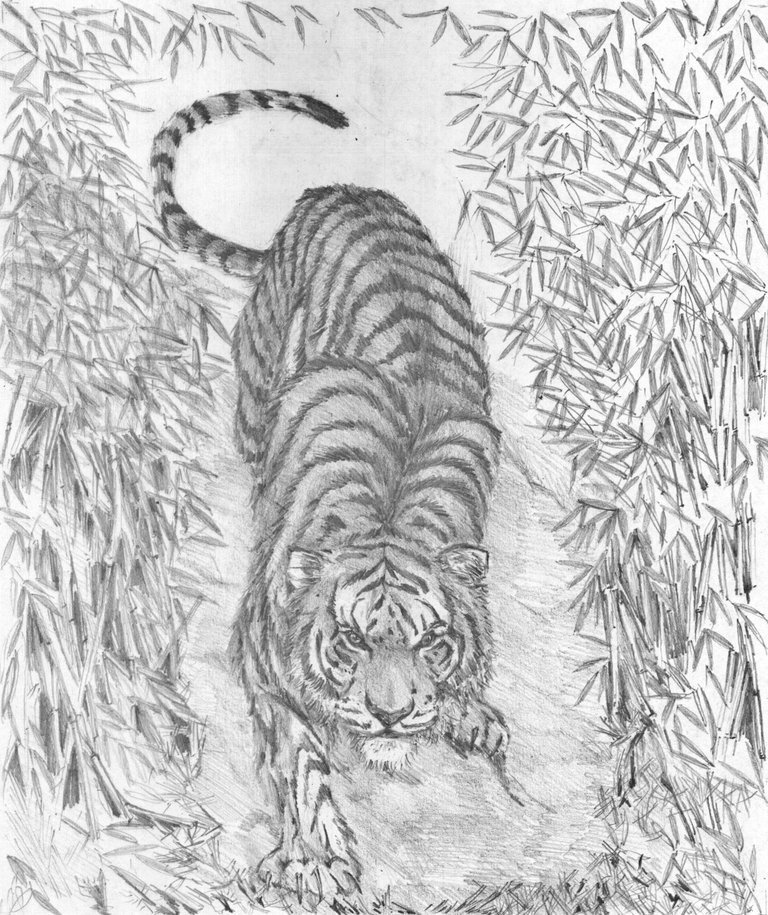 tigre7.jpg
