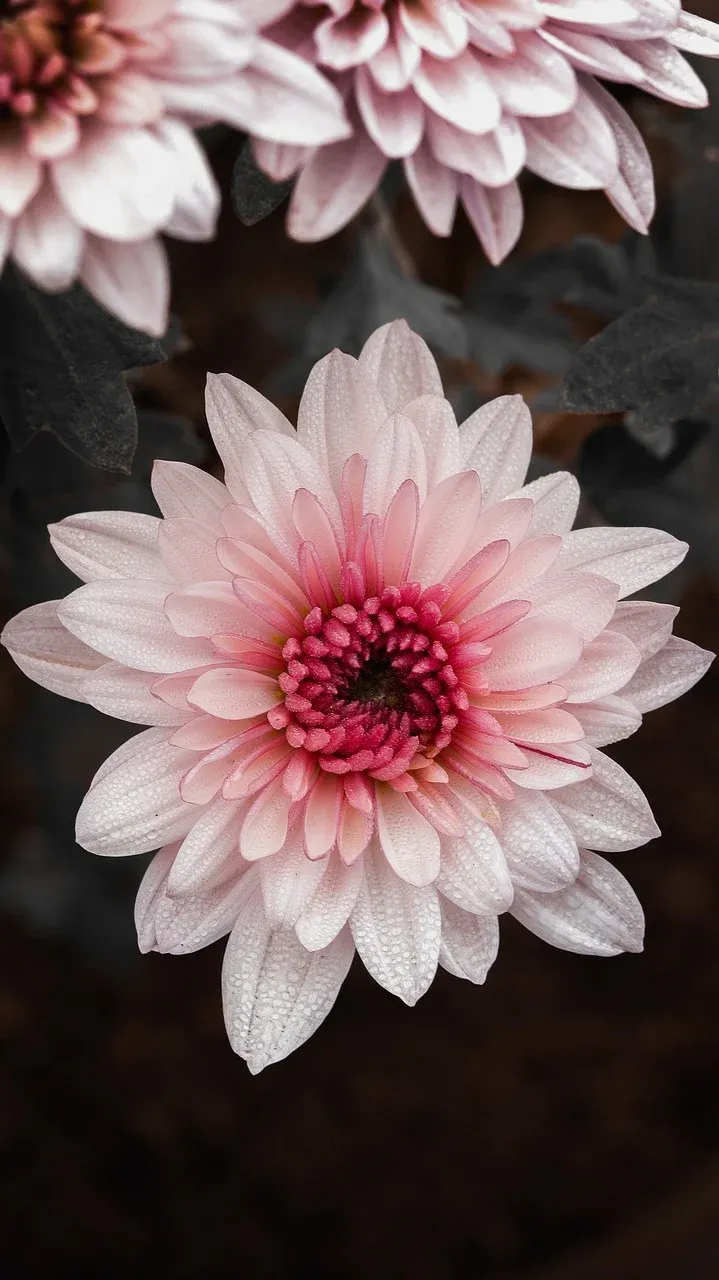 chrysanthemum-8430098_1280.webp