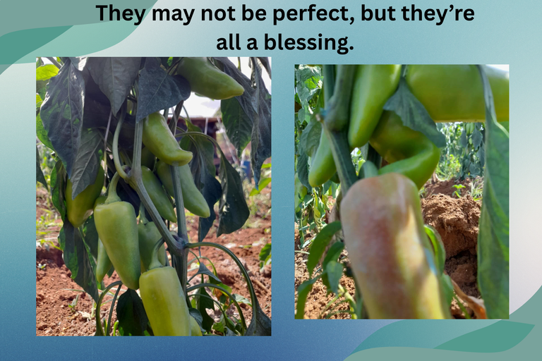 Chili (2).png