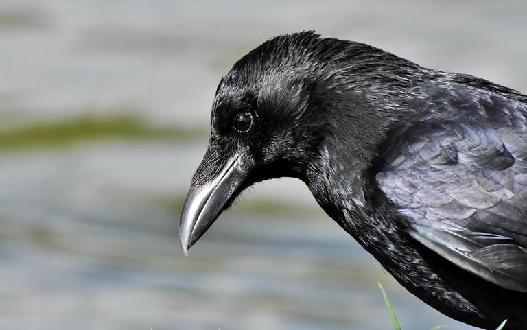 crow-3347677_1280.jpg