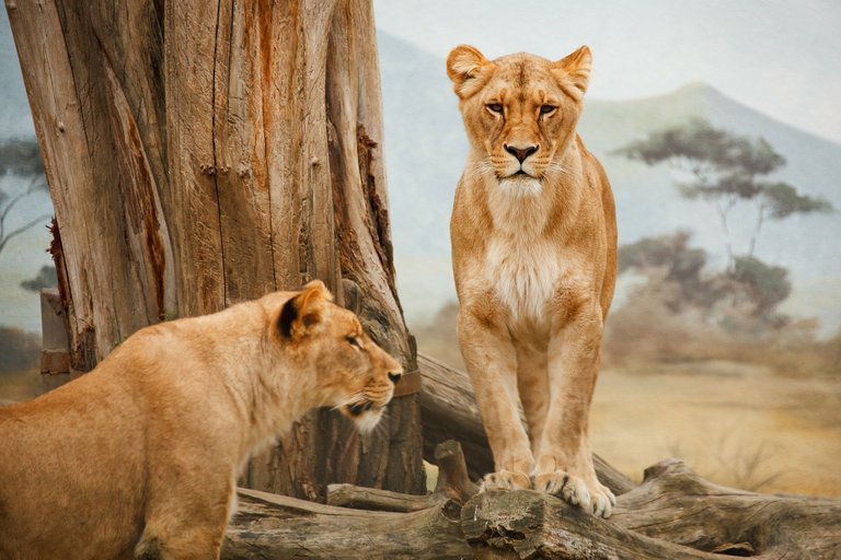 lions-gf1cf8a797_1920.jpg