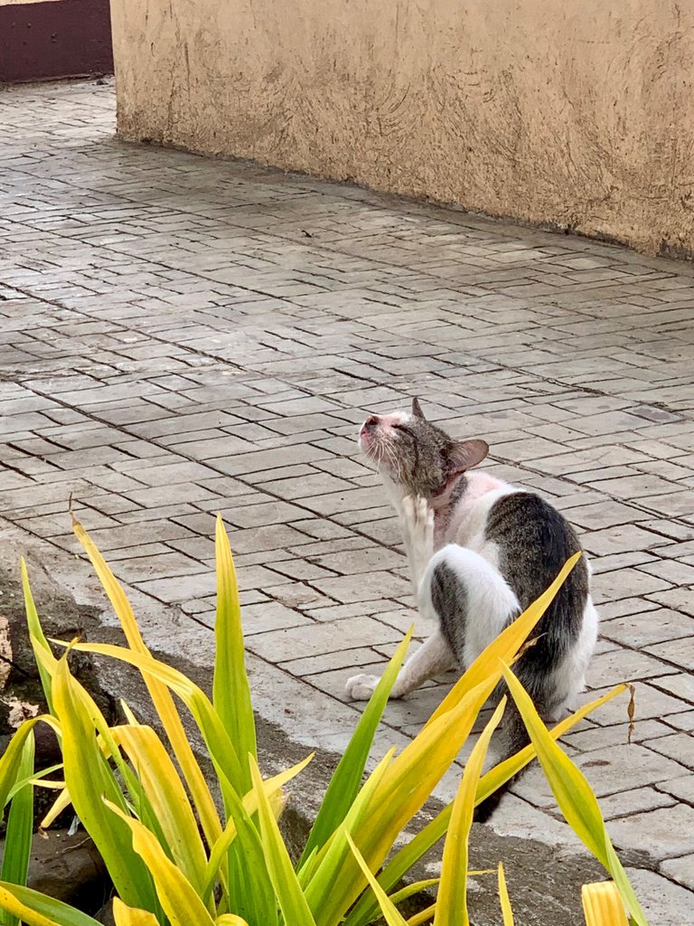 IMG_1474.jpeg