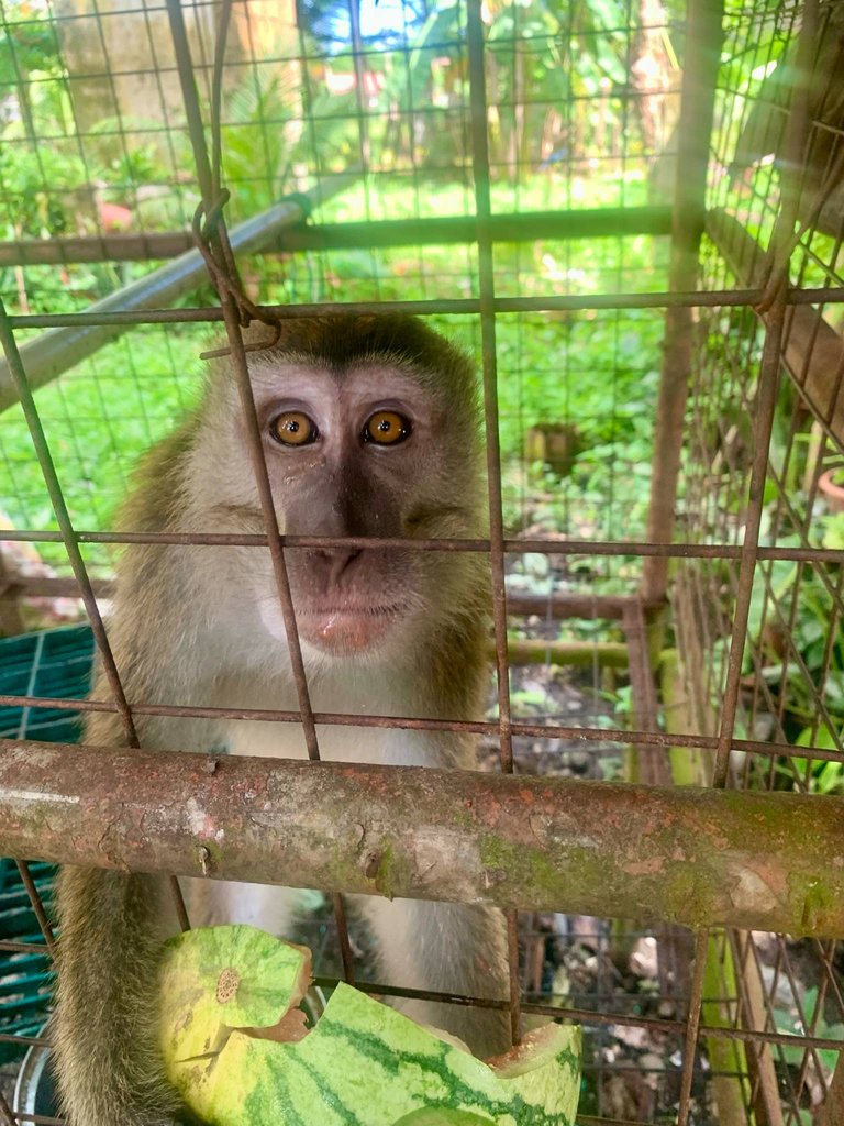 Under the Mango Tree: The Lonely Life of Kikoy the Monkey