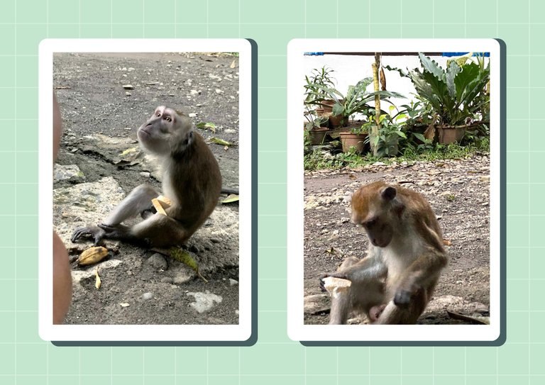 Vertebrate Animals Educational Flashcards in Green and White Realistic Style (1).jpg