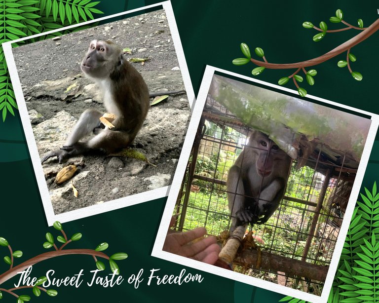 Bananas? No — Cereal? Yes! Kikoy’s 3-Hour Adventure , His Unforgettable Escape,  and The Day He Run Free